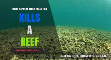Pollution's Impact: Killing Reefs, Destroying Ecosystems