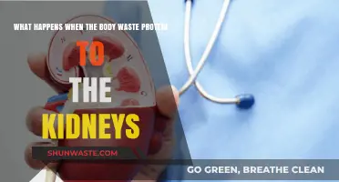 Protein Waste Overload: How Kidneys Handle Excess and What Goes Wrong