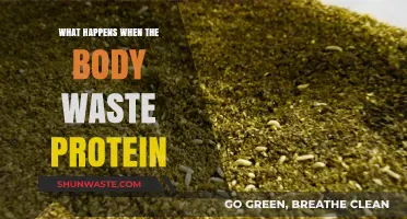 Protein Waste Breakdown: Effects on Body Health and Function Explained