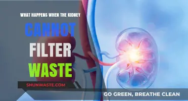 Kidney Failure: Understanding the Impact of Impaired Waste Filtration