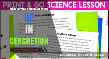 Waste Buildup in Excretion: Causes, Effects, and Health Risks Explained