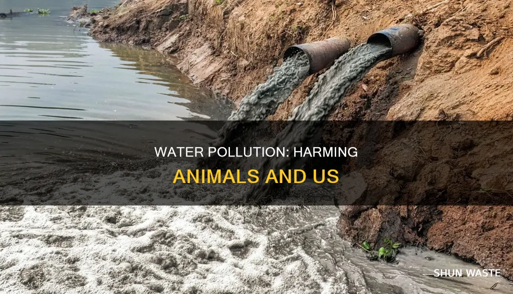 what happens when water pollution affects our animals and us