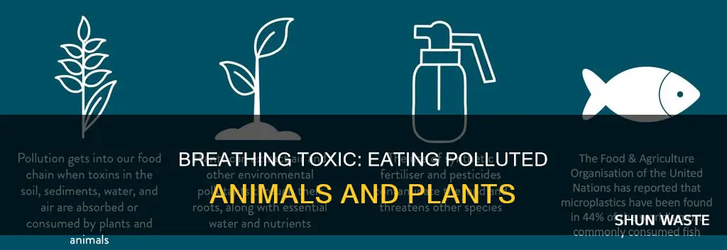 what happens when we eat air polluted plants and animnals