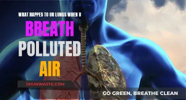 Breathing Polluted Air: Damaging Your Lungs