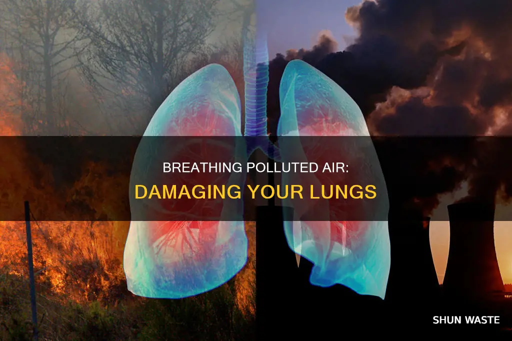what happes to ur lungs when u breath polluted air