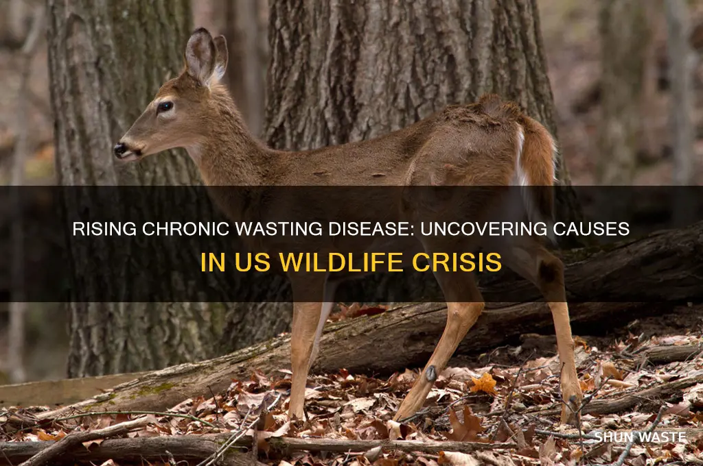 what has caused cronic waste disease to rise in us