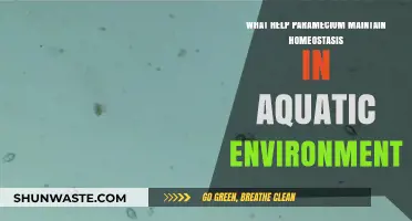 Paramecium's Survival Secrets: Homeostasis Strategies in Aquatic Ecosystems