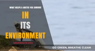 Arctic Fox Survival: Adaptations for Extreme Cold and Harsh Conditions