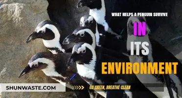 Adaptations for Survival: How Penguins Thrive in Harsh Environments