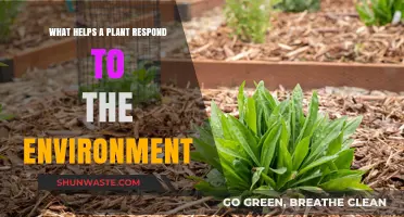 How Plants Sense and Adapt to Environmental Changes for Survival