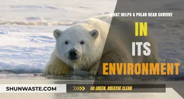 Polar Bear Survival Secrets: Adaptations for Arctic Life