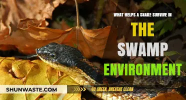 Swamp Survival Secrets: How Snakes Thrive in Wetland Habitats