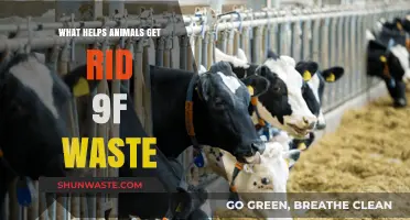 Efficient Waste Elimination: How Animals Naturally Dispose of Toxins
