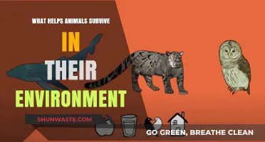 Adaptations and Strategies: How Animals Thrive in Their Natural Habitats