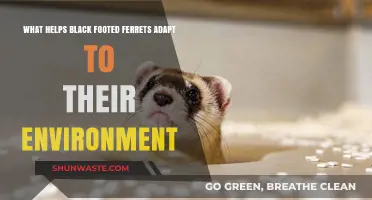 Black-Footed Ferrets: Survival Strategies in Their Natural Habitat