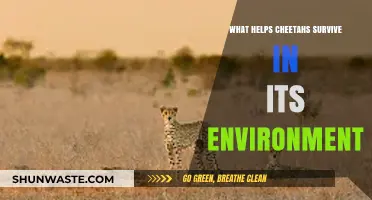 Adaptations and Strategies: How Cheetahs Thrive in Their Natural Habitat