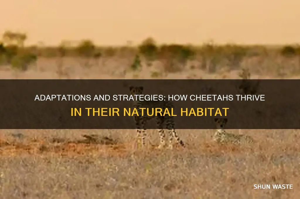 what helps cheetahs survive in its environment