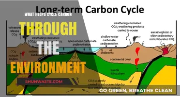 Natural Processes and Human Practices Driving Carbon Cycling in Ecosystems