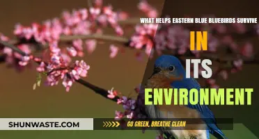 Eastern Bluebird Survival: Habitat, Diet, and Adaptations for Thriving