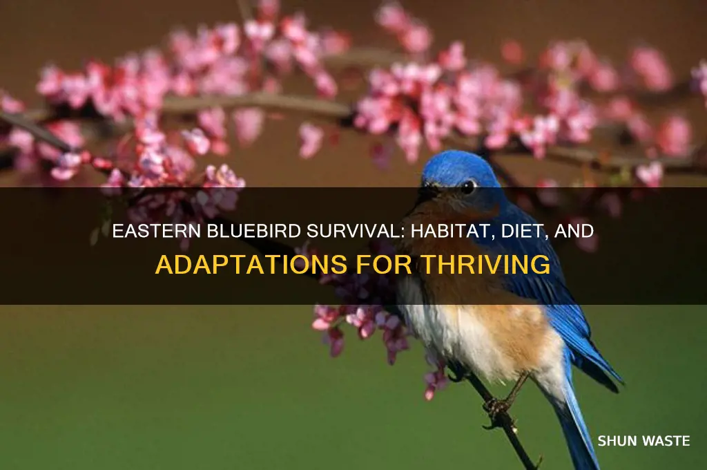 what helps eastern blue bluebirds survive in its environment