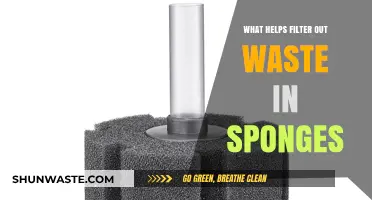 How Sponges Efficiently Filter Waste: A Deep Dive into Their Mechanism