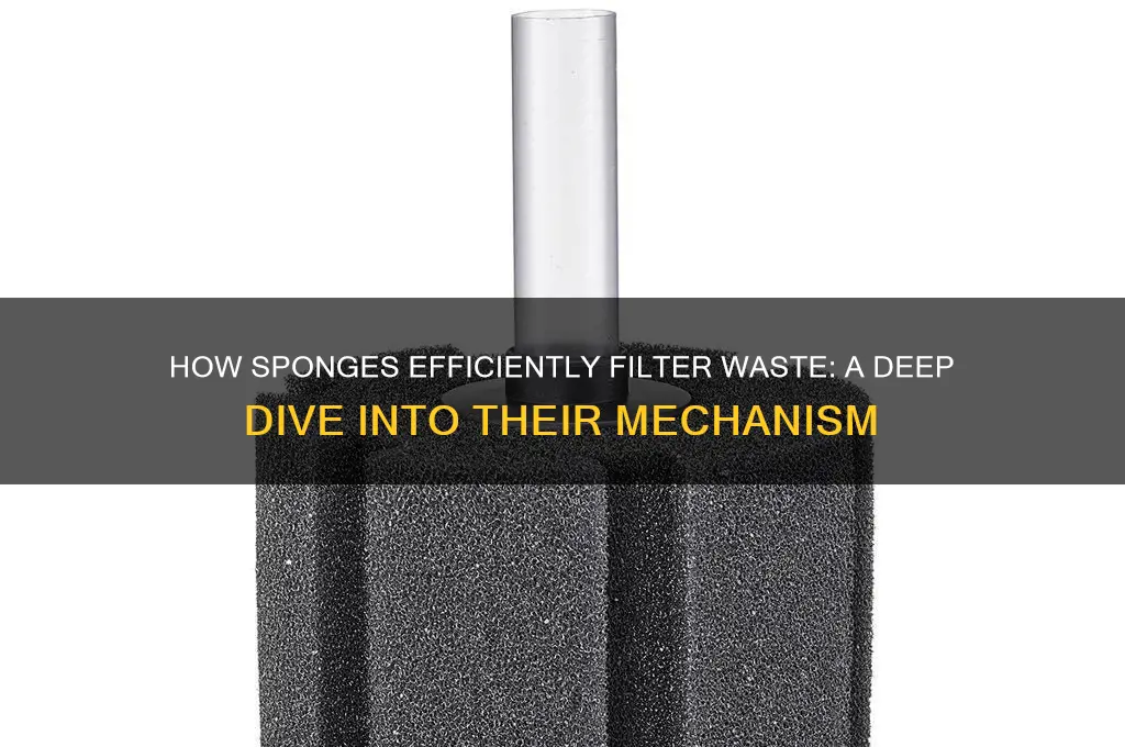 what helps filter out waste in sponges