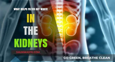 How Kidneys Naturally Filter Waste: Essential Processes and Supportive Measures