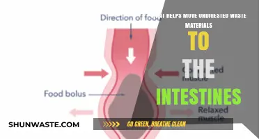 How Peristalsis and Gut Health Move Undigested Waste to Intestines