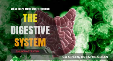 Boosting Digestion: Key Strategies to Move Waste Efficiently Through Your System