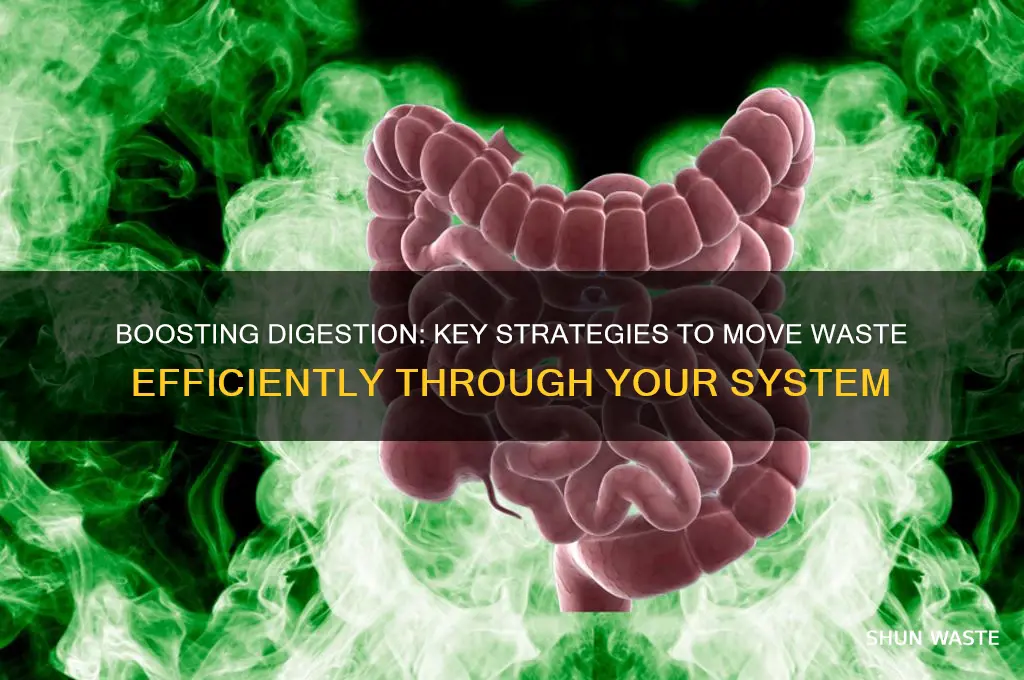 what helps move waste through the digestive system