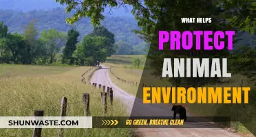 Sustainable Practices to Safeguard Wildlife Habitats and Ecosystems Effectively
