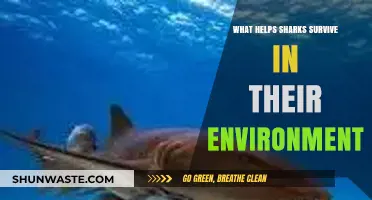 Sharks' Survival Secrets: Adaptations for Thriving in Ocean Habitats