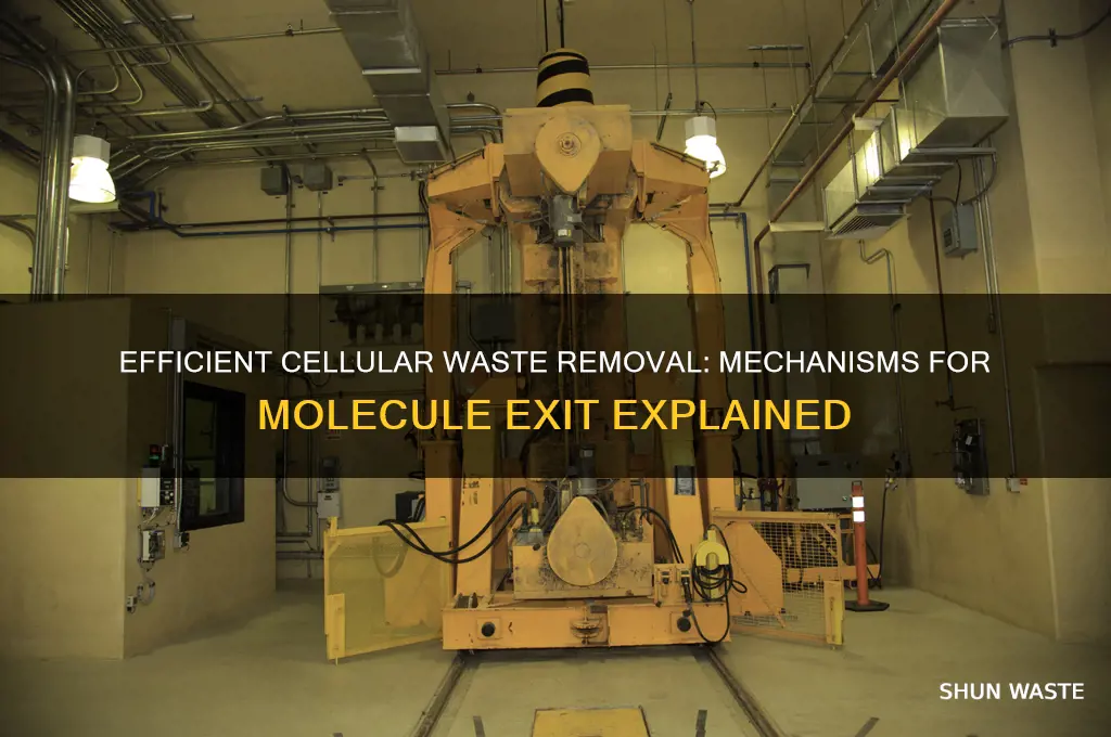 what helps the waste molecules exit the cell