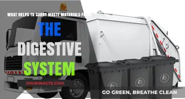 Efficient Waste Removal: Key Factors in Digestive System Cleansing