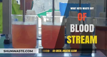 How the Body Naturally Filters and Eliminates Waste from Blood
