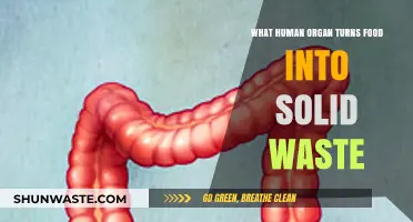 From Feast to Waste: The Incredible Journey Through Your Digestive System