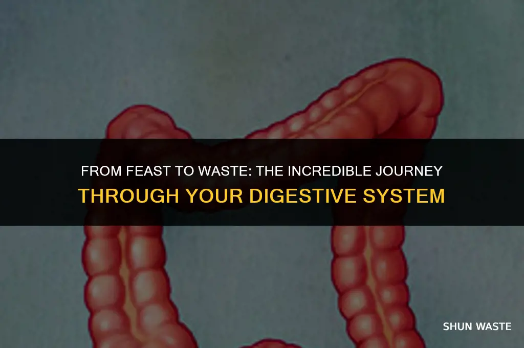what human organ turns food into solid waste