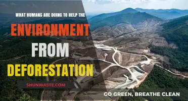 Combating Deforestation: Innovative Human Efforts to Protect Our Planet's Forests