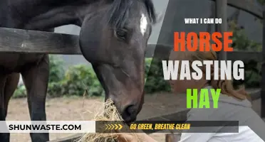 Efficient Feeding: Tips to Reduce Hay Waste in Horses