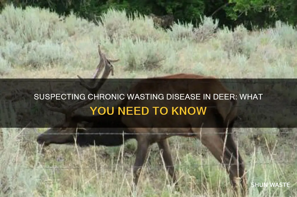 what if i suspect a deer has chronic wasting disease