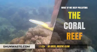 Coral Reefs: Pollution's Impact and Our Future