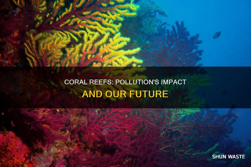 what if we keep polluting the coral reef