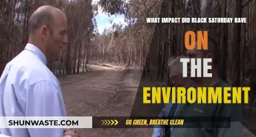 Black Saturday's Environmental Aftermath: Devastation, Recovery, and Long-Term Effects