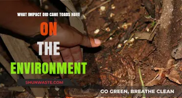 Cane Toads' Environmental Impact: Ecosystem Disruption and Biodiversity Loss Explained