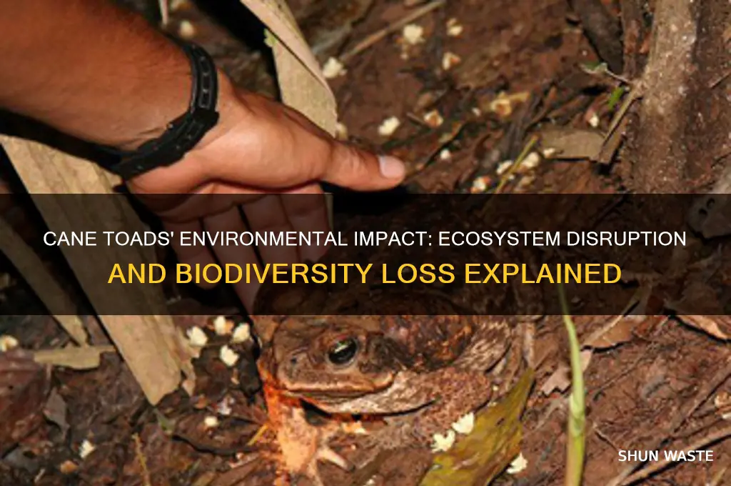 what impact did cane toads have on the environment