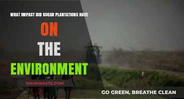 Sugar Plantations' Environmental Toll: Deforestation, Soil Degradation, and Pollution
