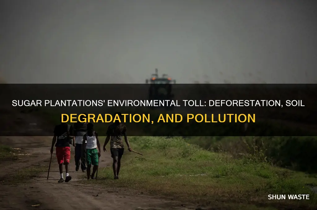what impact did sugar plantations have on the environment