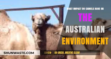 Camels' Ecological Footprint: Shaping Australia's Landscape and Biodiversity