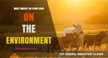 Cows' Environmental Impact: Climate, Land Use, and Sustainability Explored