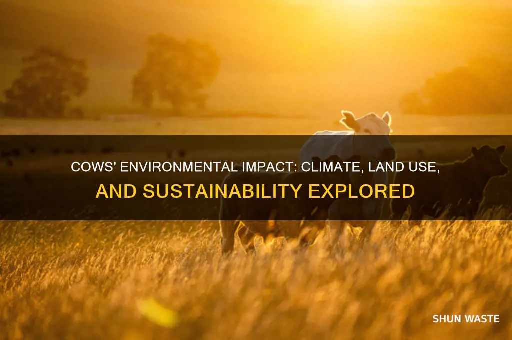 what impact do cows have on the environment
